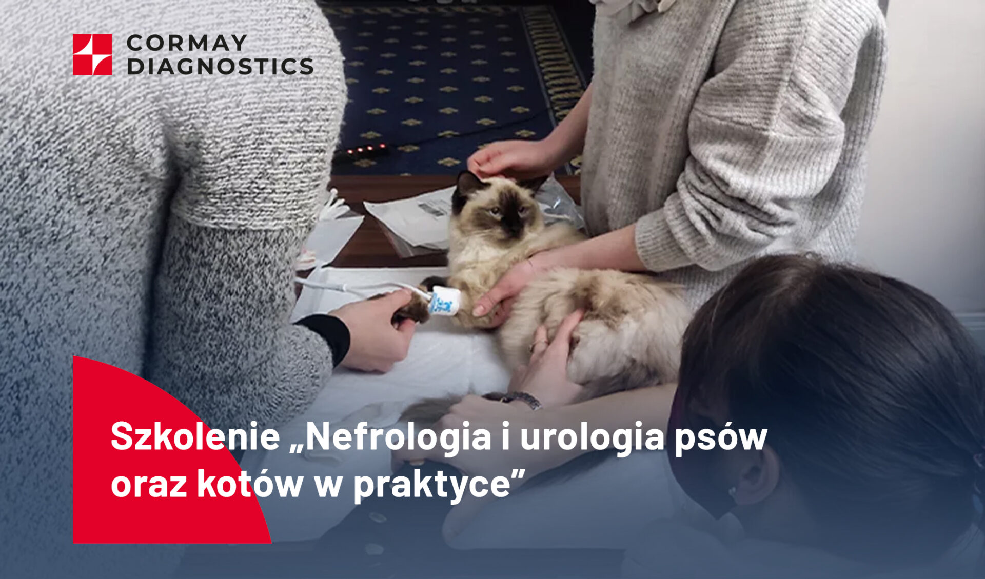 Szkolenie „Nefrologia i urologia psów oraz kotów w praktyce”